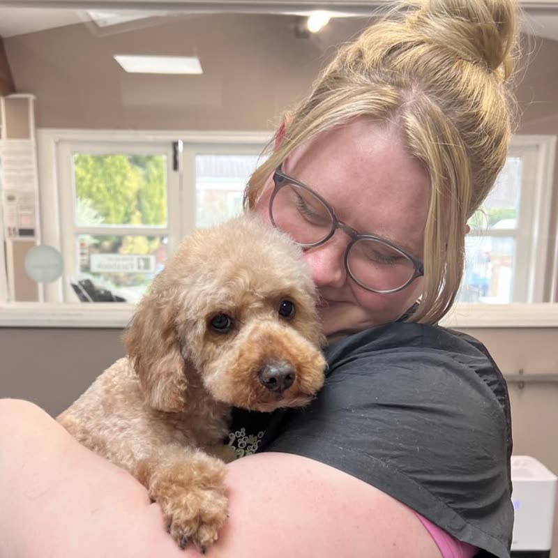 The groomer cuddling a freshly groomed apricot cockapoo inside the salon