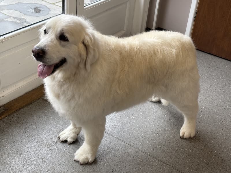 Large fluffy white golden retriever standing by the salon door after a groom, tongue out