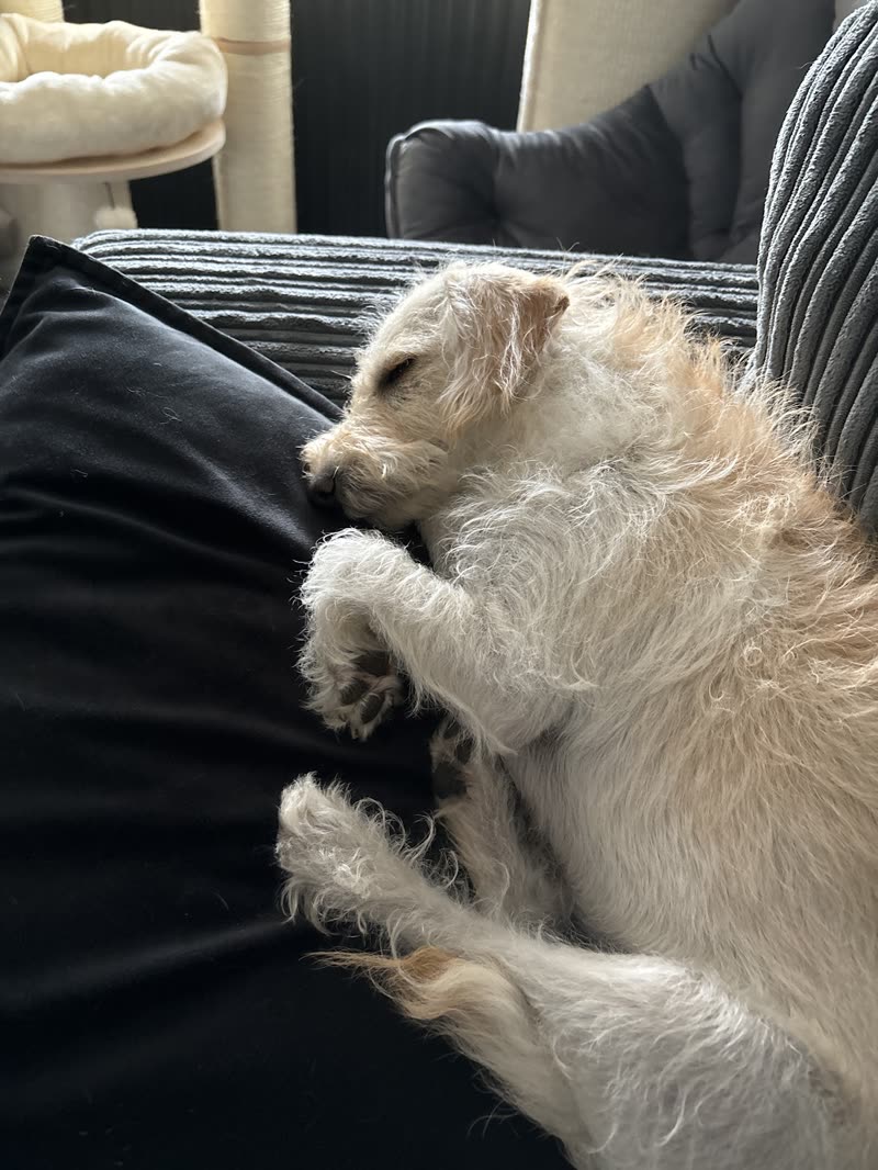 Small white curly dog lying on its back on a grey sofa