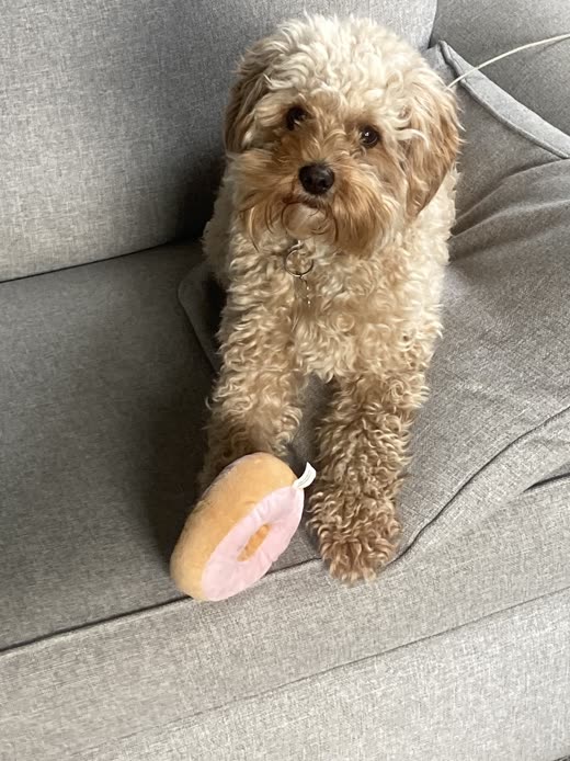 Apricot cockapoo with a tidy round groom holding a pink doughnut toy
