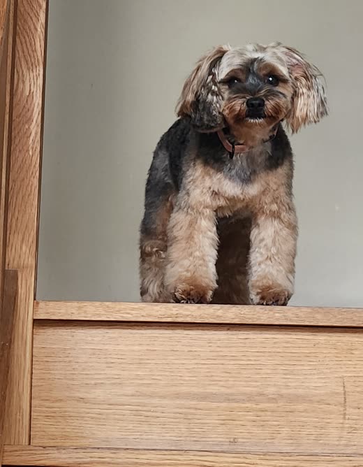 Freshly groomed yorkie-cross looking at the camera behind an oak stable door