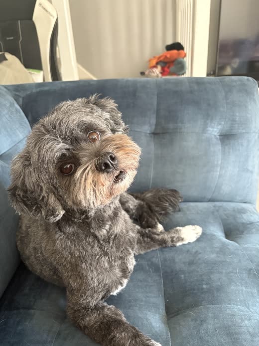 Grey and tan shaggy small dog sitting on a blue velvet sofa with one paw raised